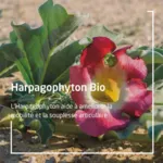 Weleda Articulation Harpagophyton Bio