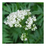 Ladrôme extrait de plante fraîche Bio Valériane officinale