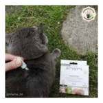 Pipette antiparasitaire chat Biovetol