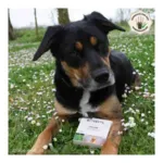 Collier anti puce chien Biovetol