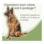 Collier anti puce chien Beaphar