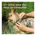 Collier anti puce chien Beaphar