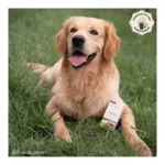 Pipette antiparasitaire chien Biovetol Bio