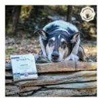 Pipette antiparasitaire chien Biovetol Bio